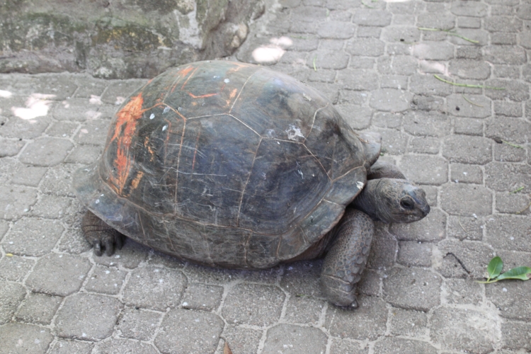 Insel Moyenne - Riesenschildkröte