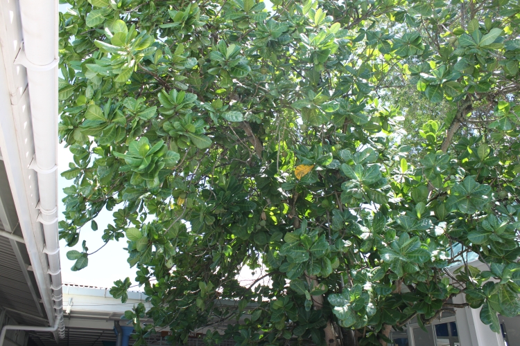 Fischgiftbaum
