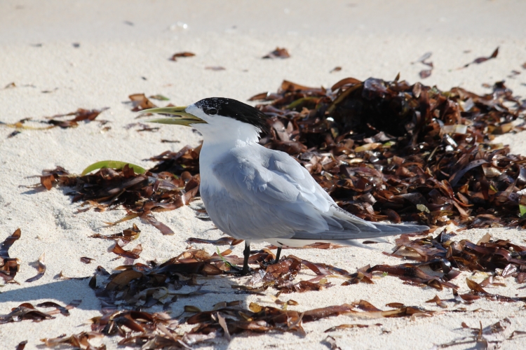 Bird Island - Greater Crested Tern