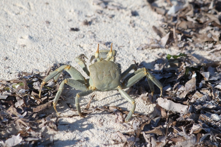 Bird Island - Crab