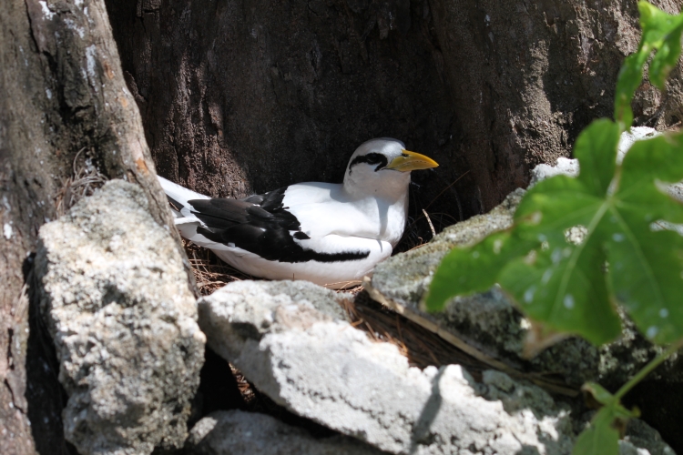 Bird Island - Weißschwanz-Tropikvogel