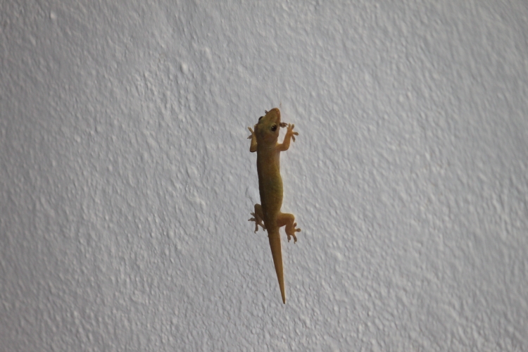Bird Island - Gecko