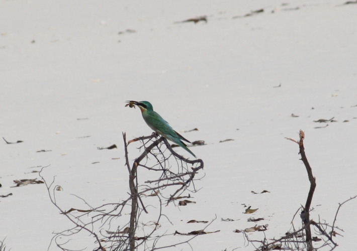 Bird Island - Bee-eater