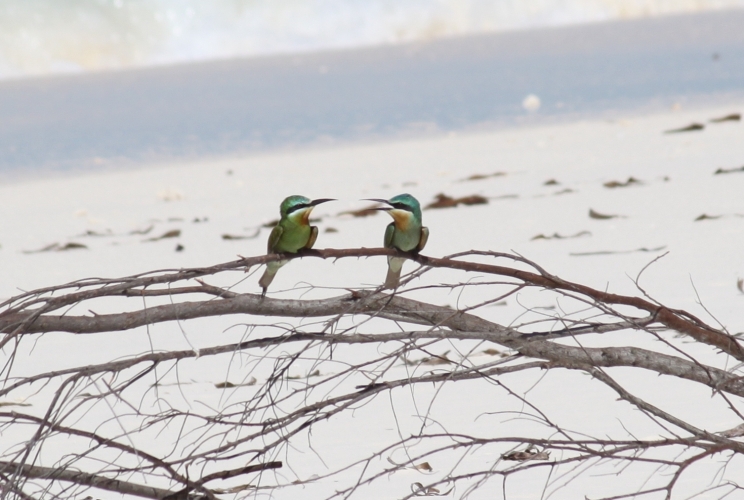 Bird Island - Bee-eater