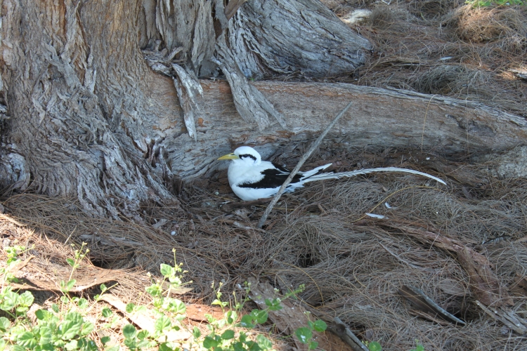 Bird Island - Weißschwanz-Tropikvogel