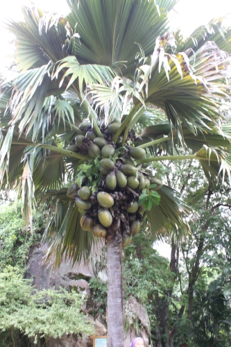 Botanischer Garten - Coco-de-mer Palme
