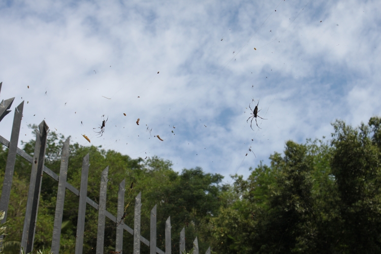 Der Weg nach La Gogue - Seidenspinnen