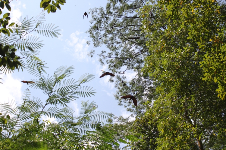 Fruit bats