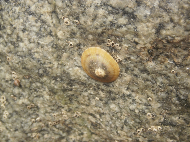 Life on the rocks at Sunset Beach