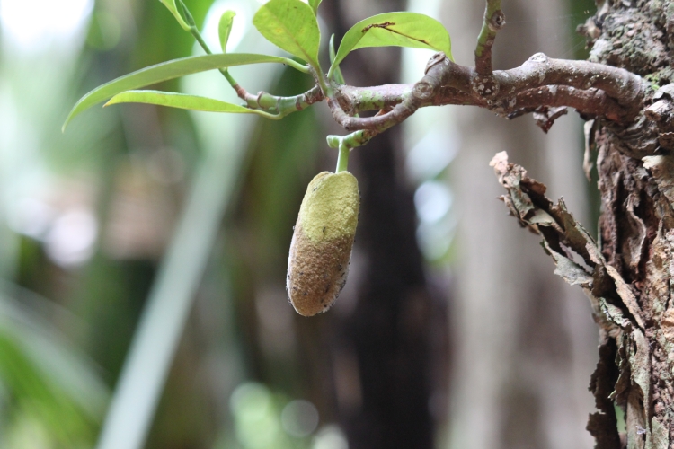 Praslin - Vallée de Mai - Jackfrucht