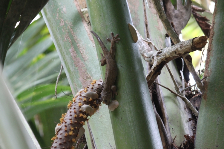 Praslin - Vallée de Mai - Großer Gecko