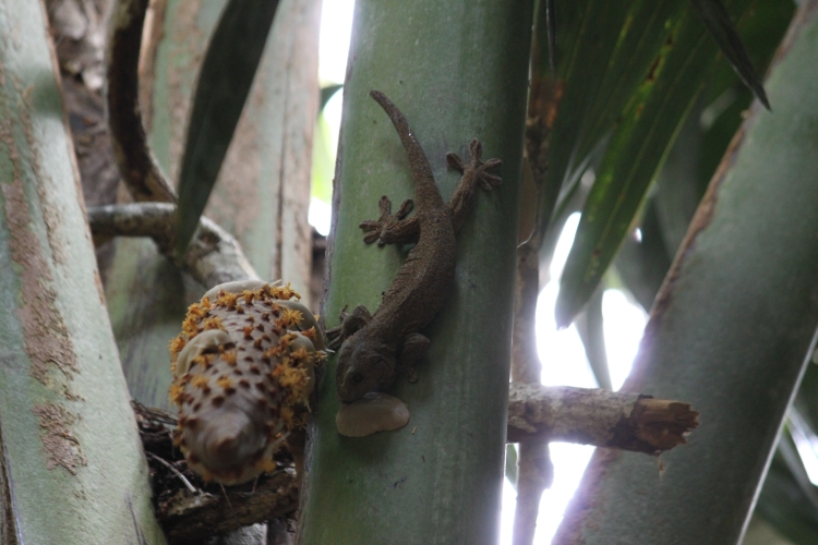 Praslin - Vallée de Mai - Großer Gecko