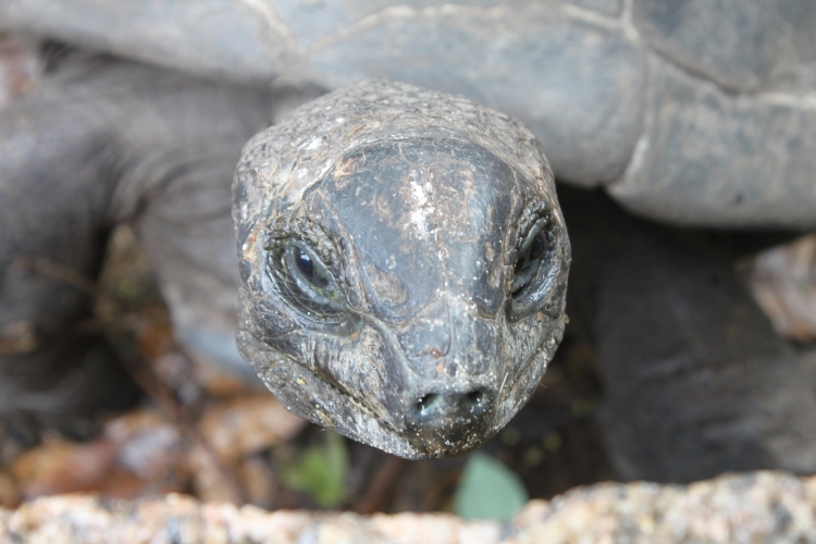 La Digue - Riesenschildkröten