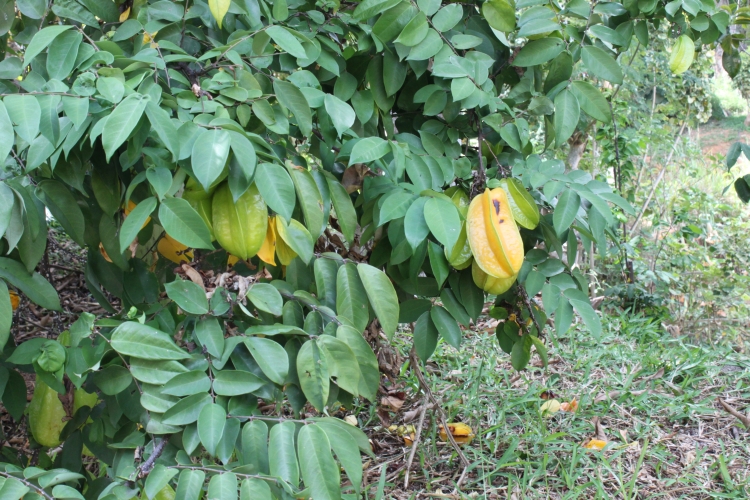 The way to Jardin du Roi - Carambola tree