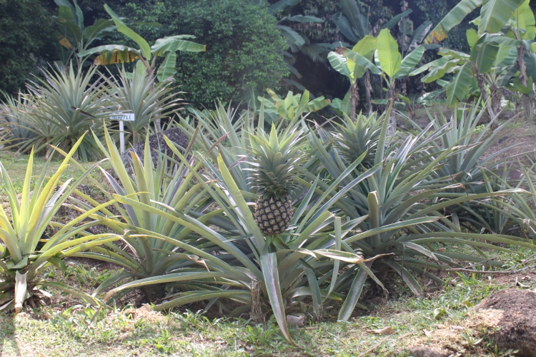 Jardin du Roi - Ananas