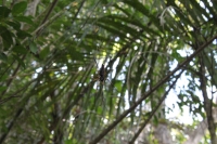 Moyenne Island - Palm spider