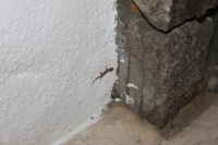 Tiny Gecko