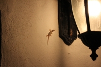 Winziger Gecko