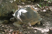 Moyenne Island - Giant Tortoise