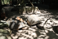 Insel Moyenne - Riesenschildkröte