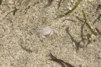 Round Island - Crab