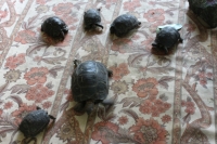 Insel Moyenne - Babyschildkröten