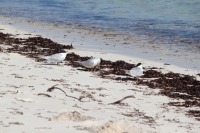 Bird Island - Eilseeschwalben