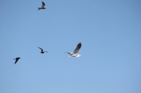 Bird Island - Frigatebirds