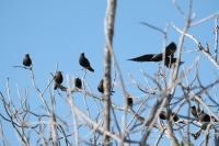 Bird Island - Noddies