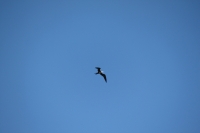 Bird Island - Fregattvogel