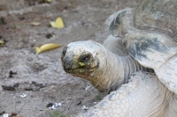 Bird Island - Giant Tortoise