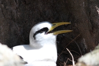 Bird Island - White-tailed Tropicbird