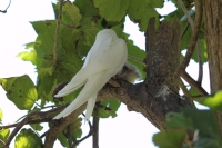Bird Island - Fairy Terns