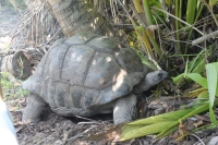 Bird Island - Giant Tortoise Esmeralda