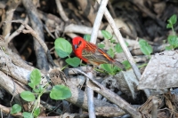 Bird Island - Madagaskarweber