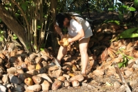 Opening a coconut
