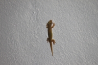 Bird Island - Gecko