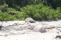 Bird Island - Sea turtle