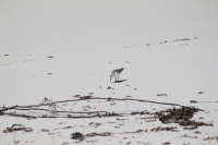 Bird Island - Sanderling