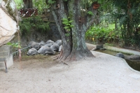 Botanischer Garten - Riesenschildkröten