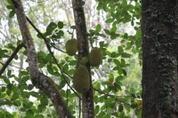 Botanical Garden - Jackfruit