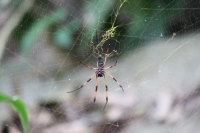 Botanical Garden - Palm spider