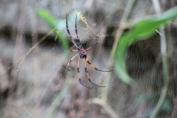 Botanical Garden - Palm spider