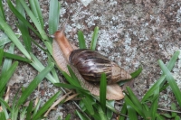 Botanical Garden - Snail