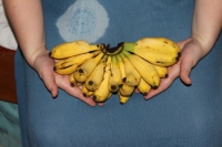 Bananas from the market