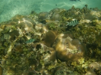 Anse Major - Unterwater World