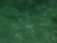 Anse Major - Unterwater World