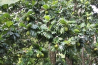 The trail to Anse Major - Breadfruit