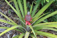 The trail to Anse Major - Wild Ananas