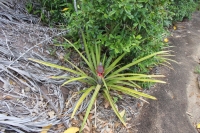 The trail to Anse Major - Wild Ananas